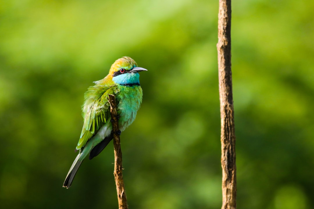 Safaris au sri lanka meilleurs parcs JARP.fr — free download